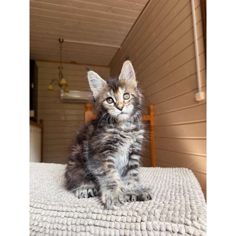Maine Coon POLIN Bamboleilo
