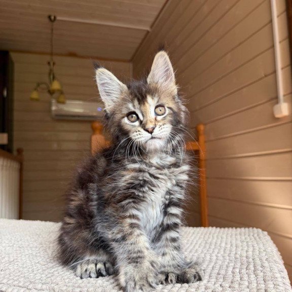 Maine Coon POLIN Bamboleilo
