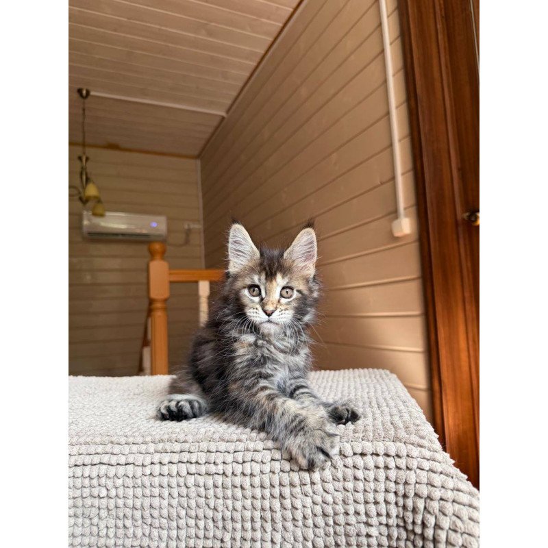 Maine Coon POLIN Bamboleilo