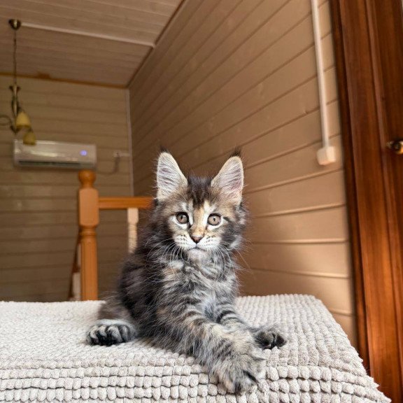 Maine Coon POLIN Bamboleilo