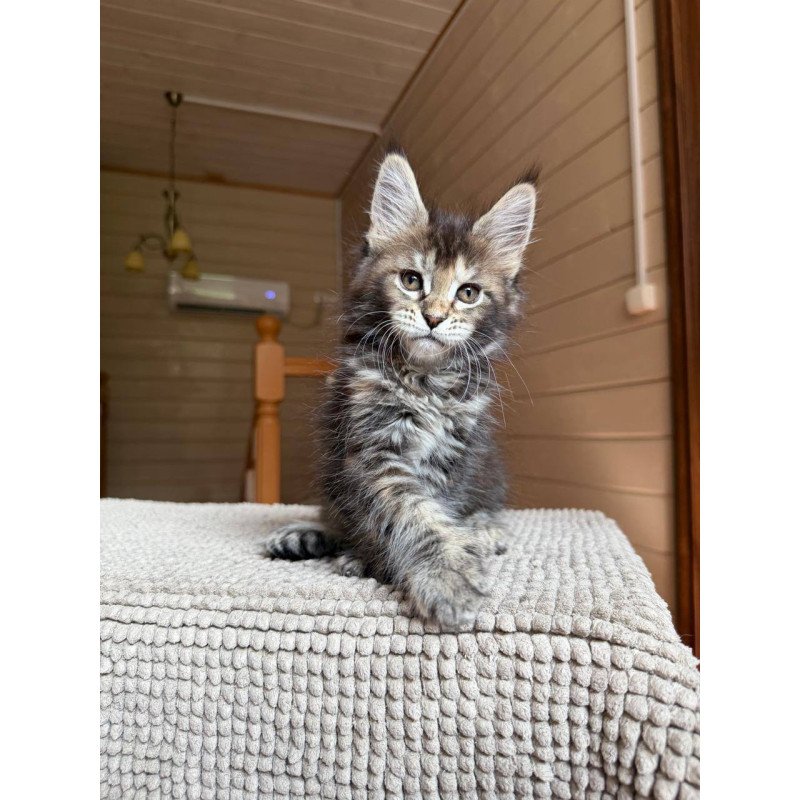 Maine Coon POLIN Bamboleilo