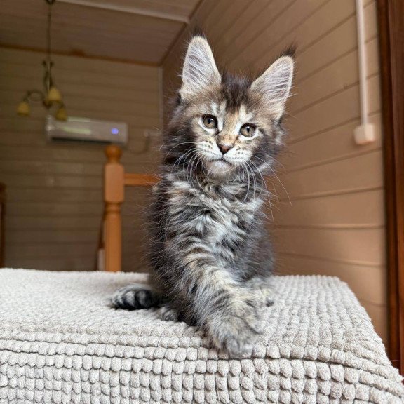 Maine Coon POLIN Bamboleilo