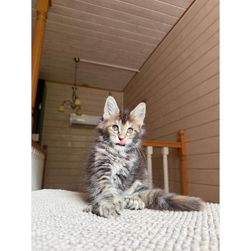 Maine Coon POLIN Bamboleilo