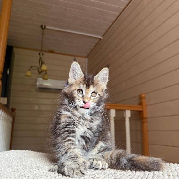 Maine Coon POLIN Bamboleilo