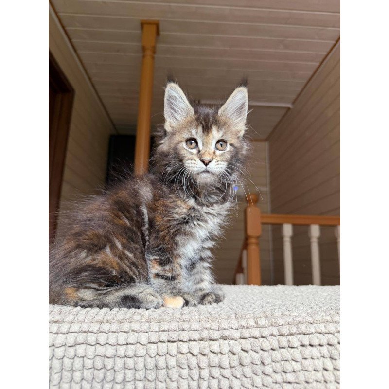 Maine Coon POLIN Bamboleilo