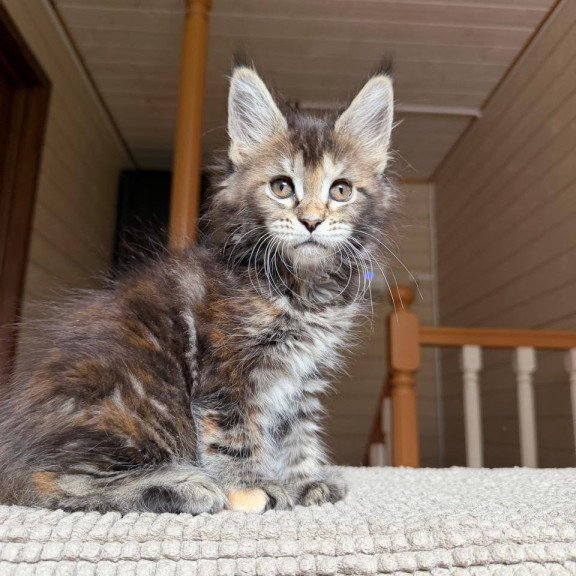 Maine Coon POLIN Bamboleilo