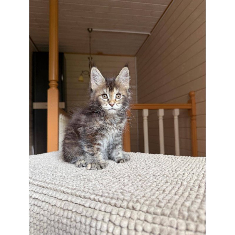 Maine Coon POLIN Bamboleilo