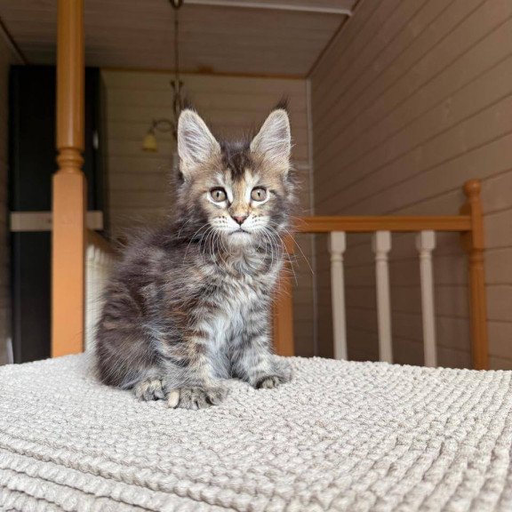 Maine Coon POLIN Bamboleilo