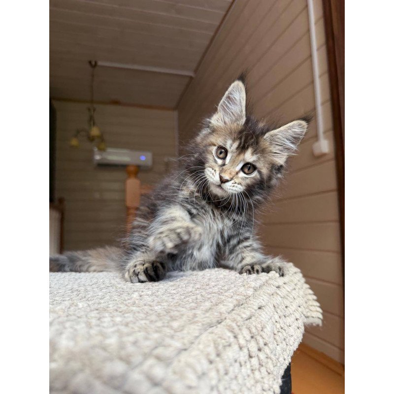 Maine Coon POLIN Bamboleilo