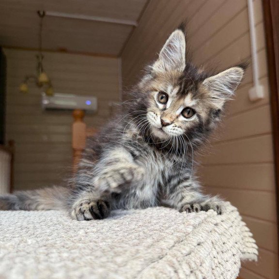 Maine Coon POLIN Bamboleilo