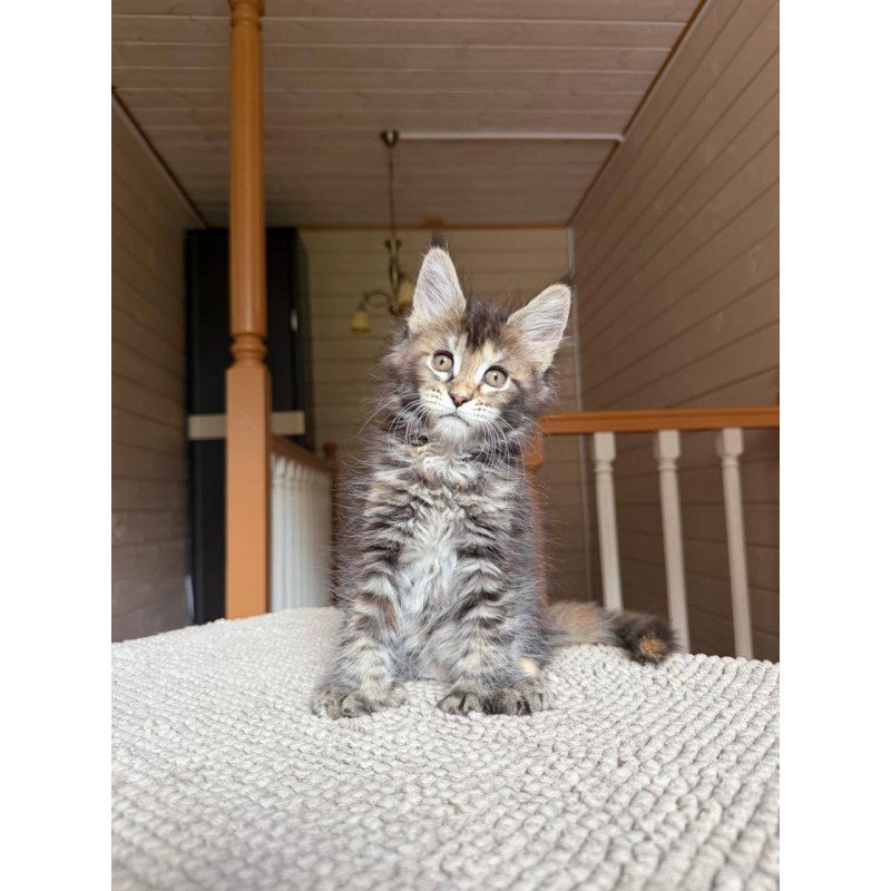 Maine Coon POLIN Bamboleilo