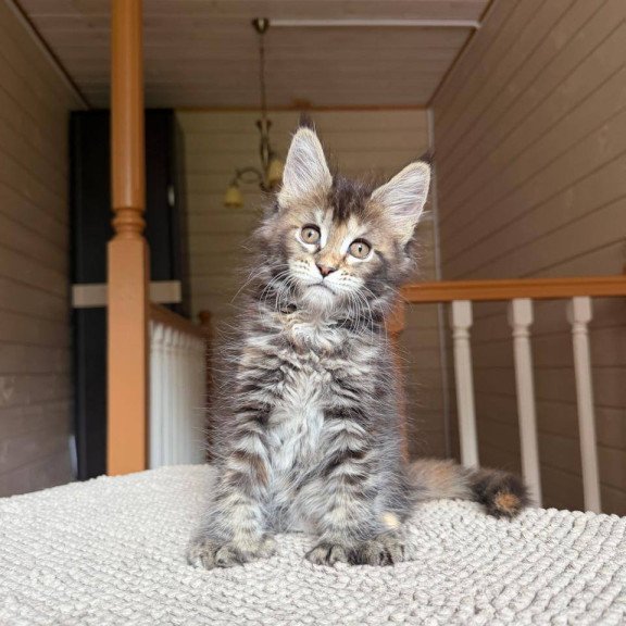 Maine Coon POLIN Bamboleilo