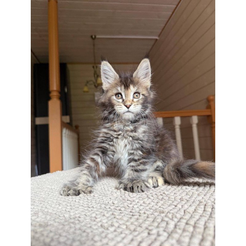 Maine Coon POLIN Bamboleilo
