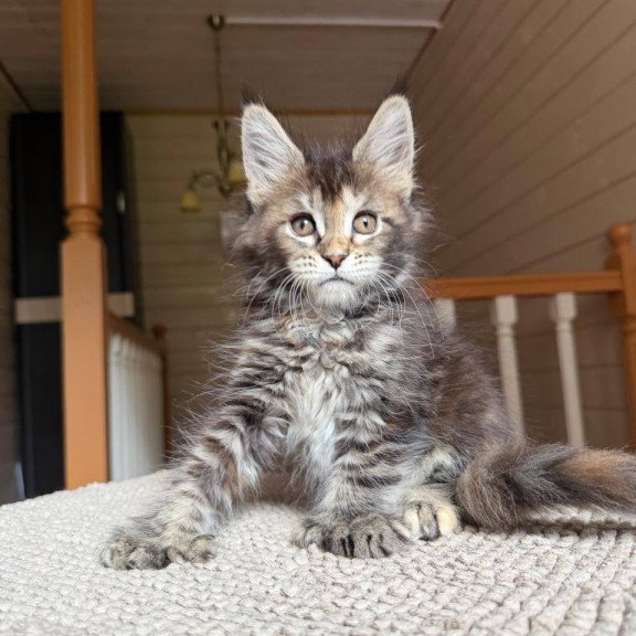 Maine Coon POLIN Bamboleilo