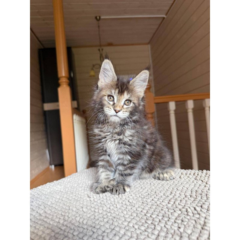 Maine Coon POLIN Bamboleilo