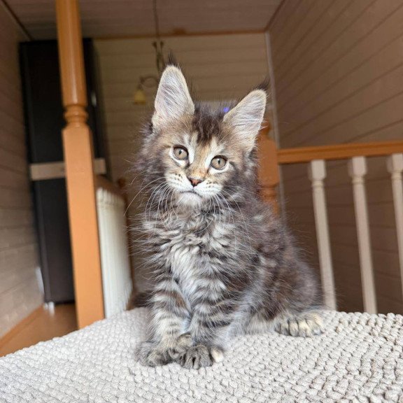 Maine Coon POLIN Bamboleilo