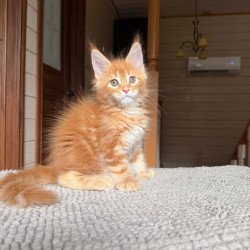 Maine Coon POLIN Bazilio