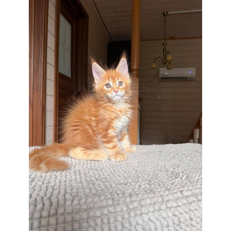 Maine Coon POLIN Bazilio