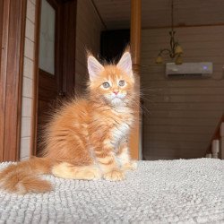 Maine Coon POLIN Bazilio