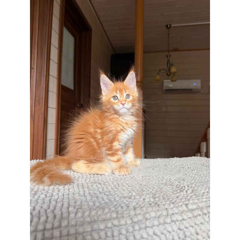 Maine Coon POLIN Bazilio