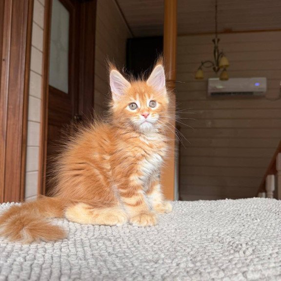 Maine Coon POLIN Bazilio