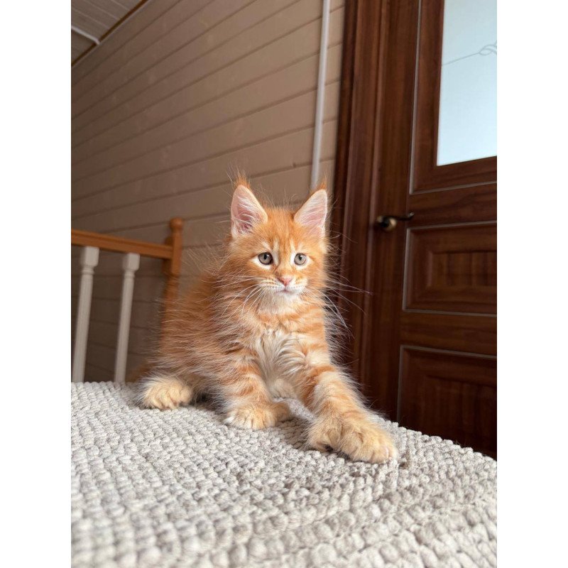Maine Coon POLIN Bazilio