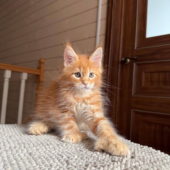 Maine Coon POLIN Bazilio
