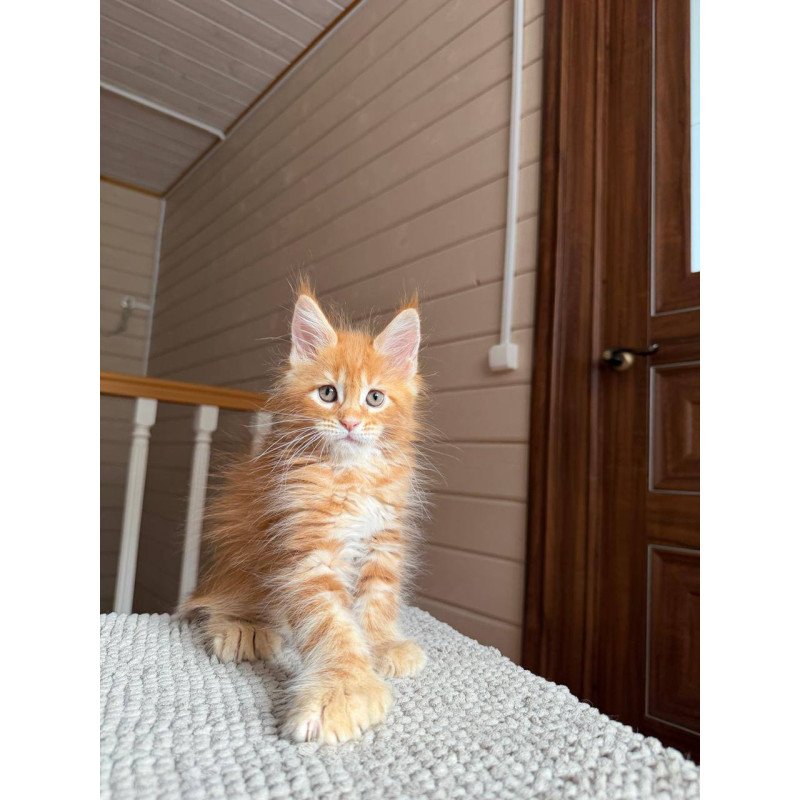 Maine Coon POLIN Bazilio