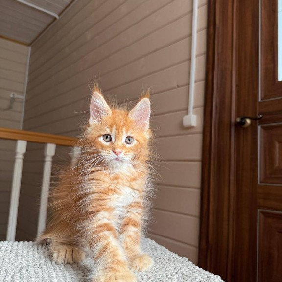 Maine Coon POLIN Bazilio