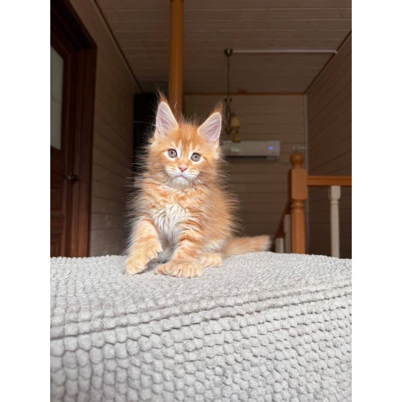 Maine Coon POLIN Bazilio
