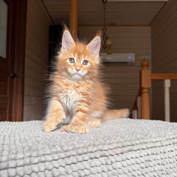 Maine Coon POLIN Bazilio