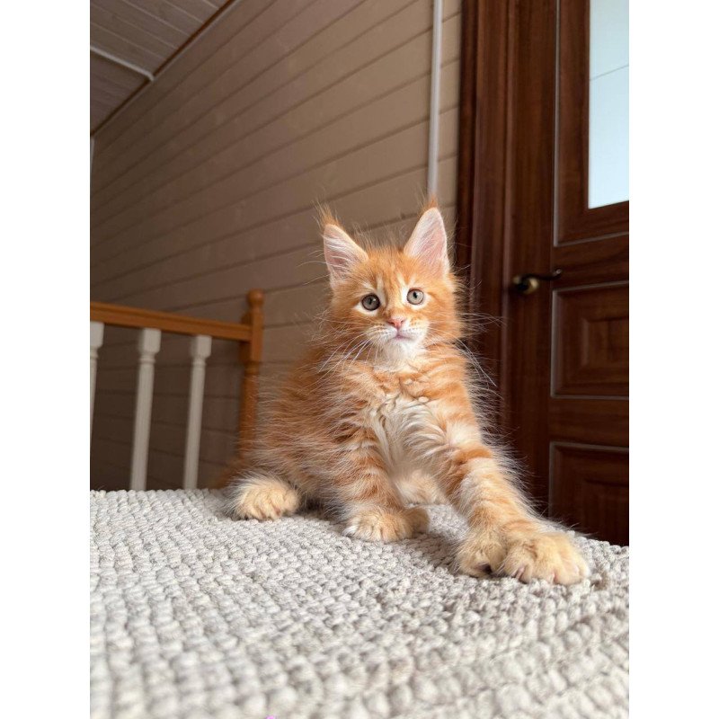 Maine Coon POLIN Bazilio