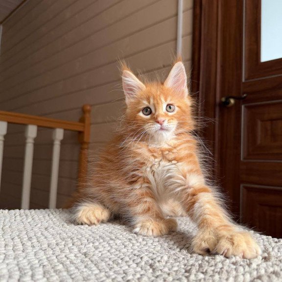 Maine Coon POLIN Bazilio