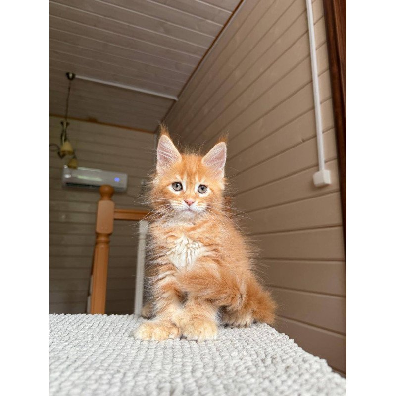 Maine Coon POLIN Bazilio