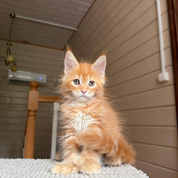 Maine Coon POLIN Bazilio