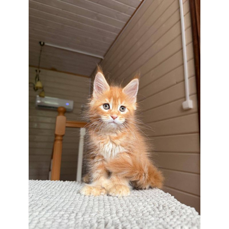 Maine Coon POLIN Bazilio