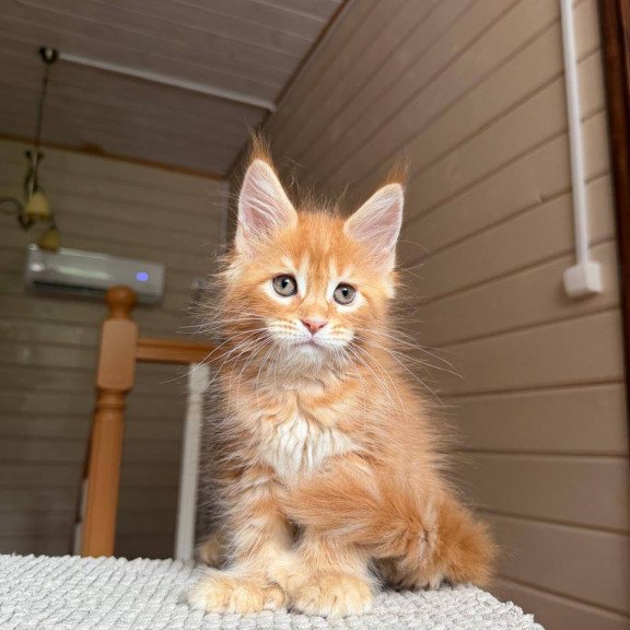 Maine Coon POLIN Bazilio