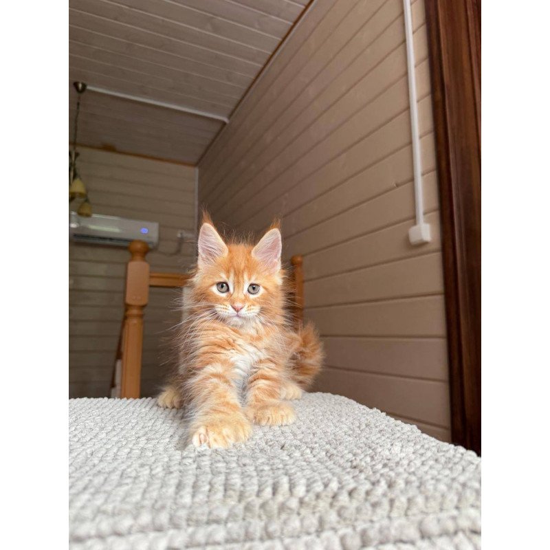 Maine Coon POLIN Bazilio