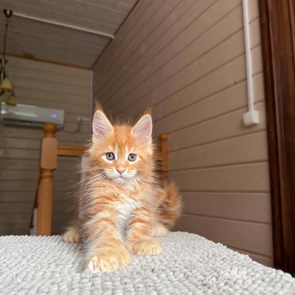 Maine Coon POLIN Bazilio