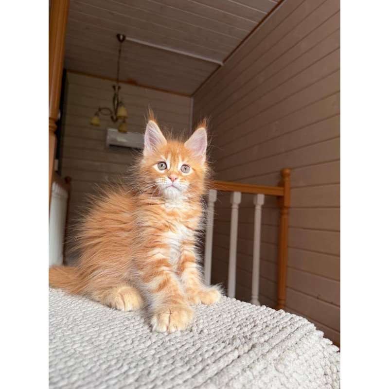 Maine Coon POLIN Bazilio