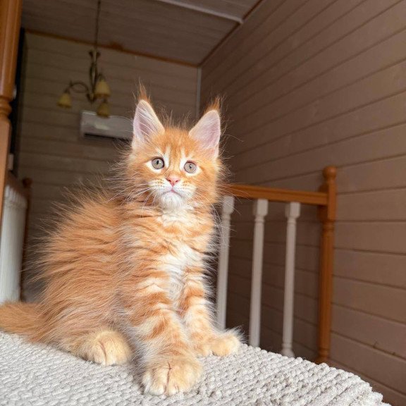 Maine Coon POLIN Bazilio