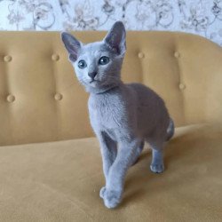 Russian Blue POLIN Ramhi