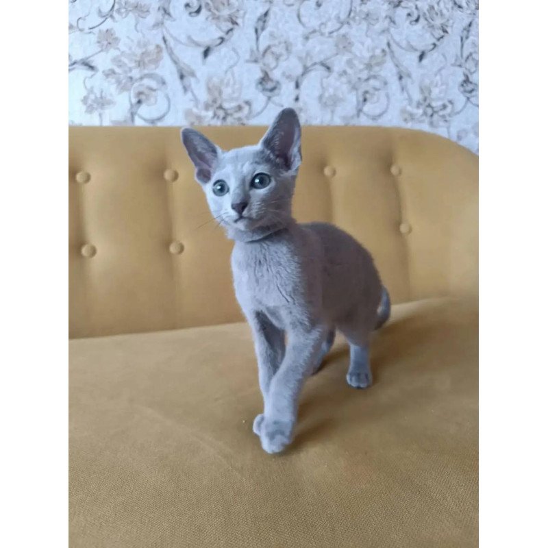 Russian Blue POLIN Ramhi