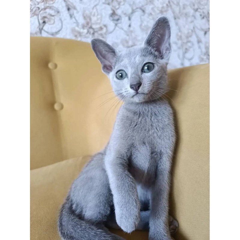 Russian Blue POLIN Ramhi