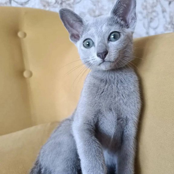 Russian Blue POLIN Ramhi