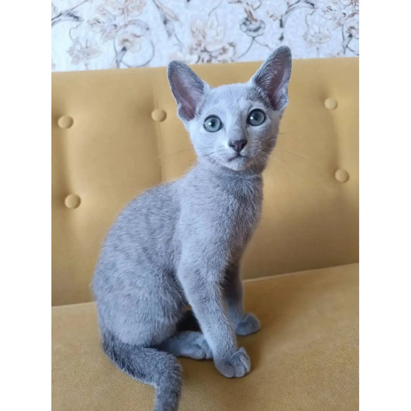 Russian Blue POLIN Ramhi