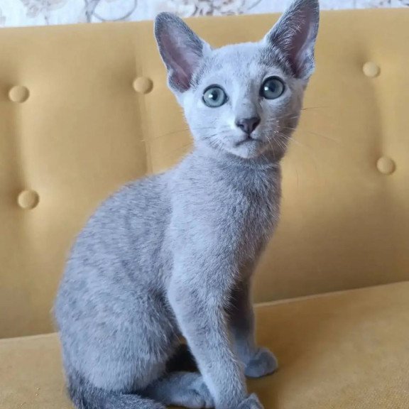Russian Blue POLIN Ramhi
