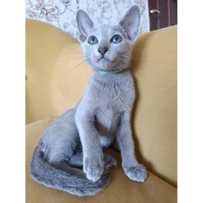 Russian Blue POLIN Ramhi