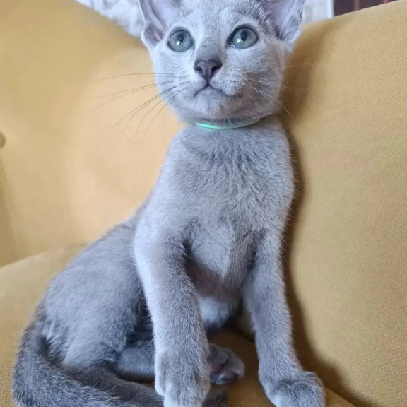 Russian Blue POLIN Ramhi