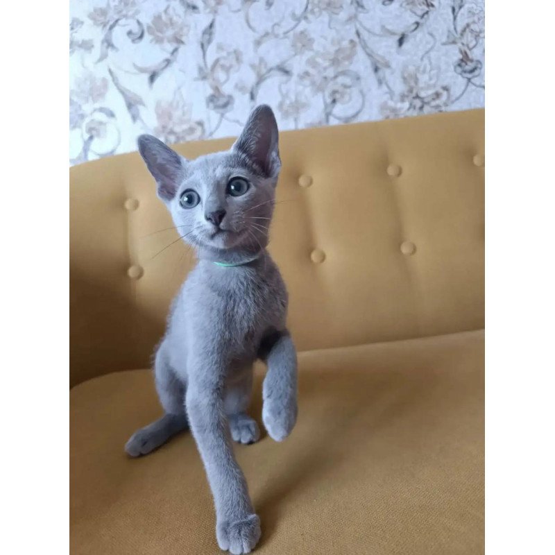 Russian Blue POLIN Ramhi